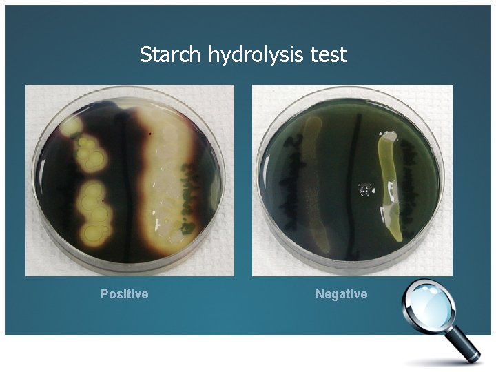 Starch hydrolysis test Positive Negative 