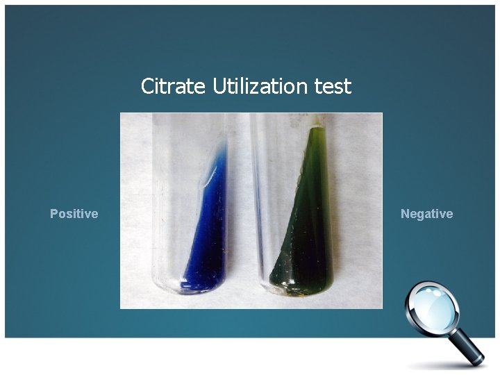 Citrate Utilization test Positive Negative 
