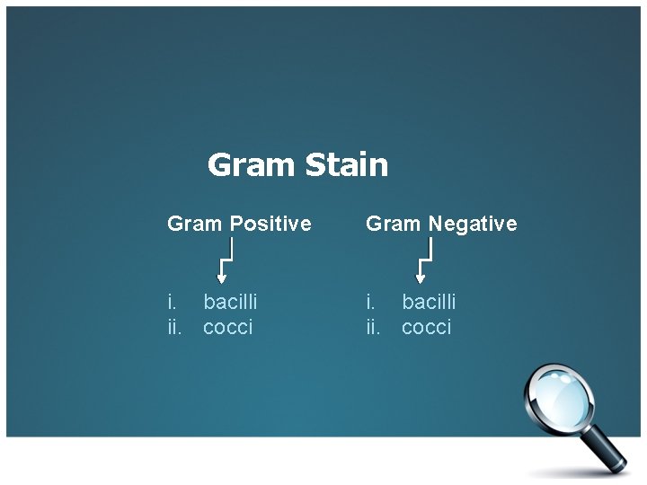 Gram Stain Gram Positive Gram Negative i. bacilli ii. cocci 