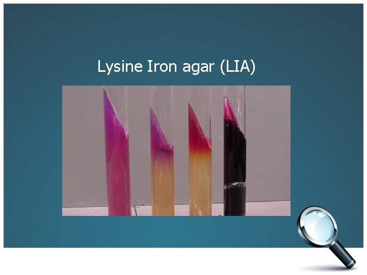 Lysine Iron agar (LIA) 