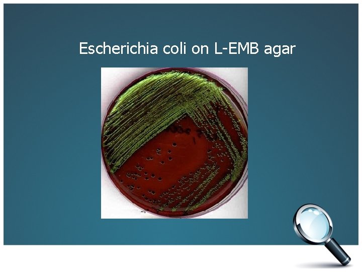 Escherichia coli on L-EMB agar 