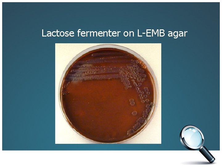 Lactose fermenter on L-EMB agar 