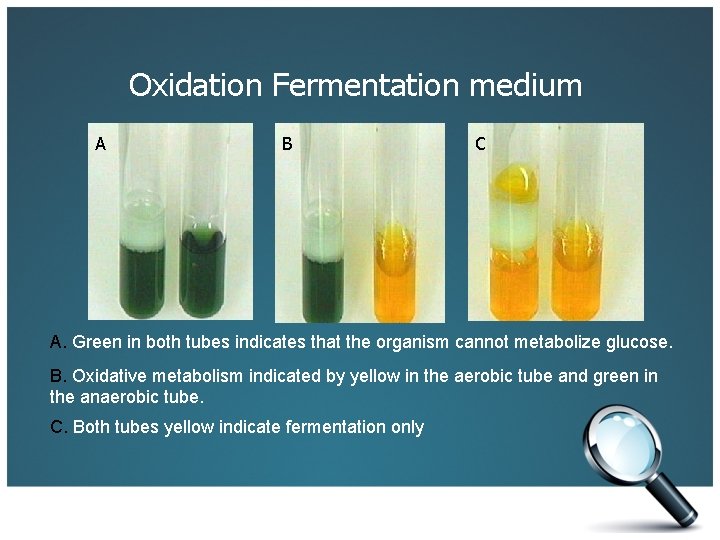 Oxidation Fermentation medium A B C A. Green in both tubes indicates that the