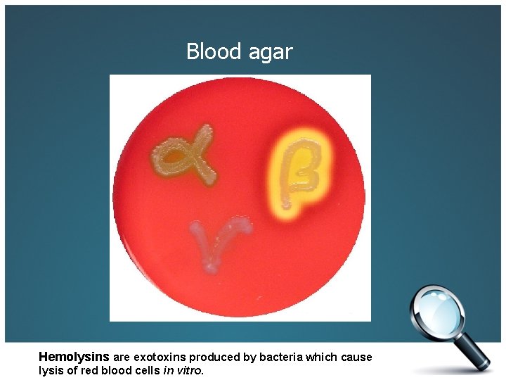 Blood agar Hemolysins are exotoxins produced by bacteria which cause lysis of red blood