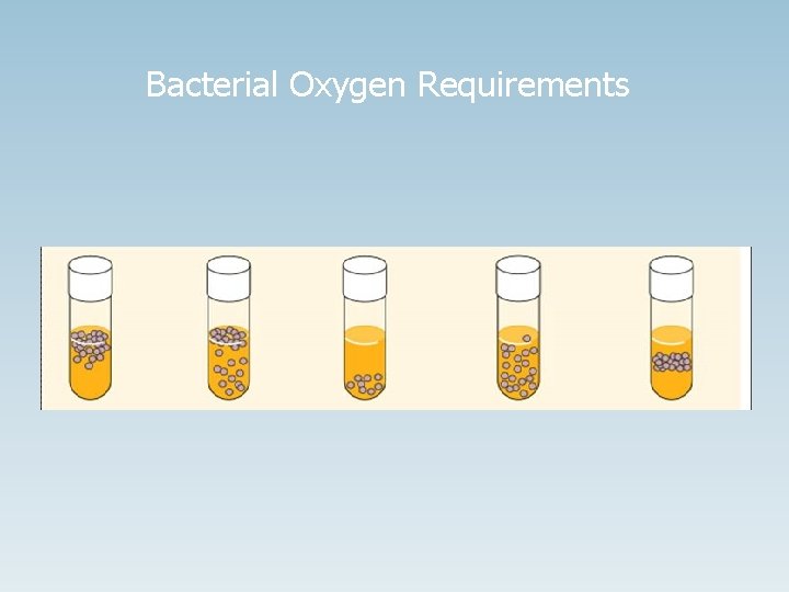 Bacterial Oxygen Requirements 