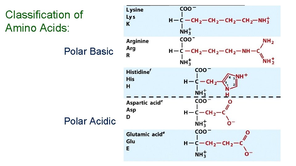 Classification of Amino Acids: Polar Basic Polar Acidic 11 