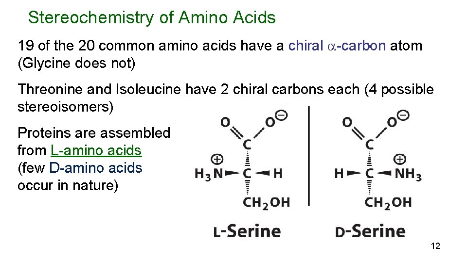 Stereochemistry of Amino Acids 19 of the 20 common amino acids have a chiral