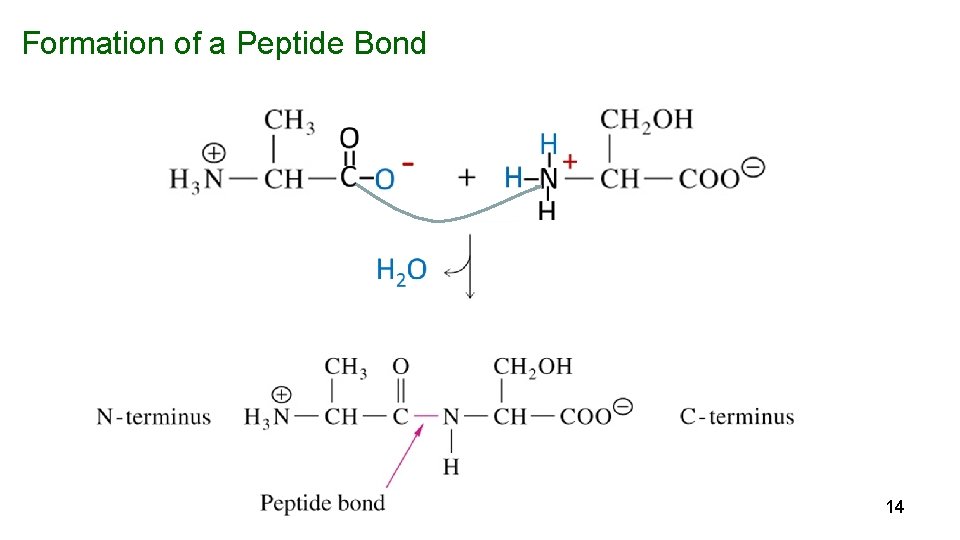 Formation of a Peptide Bond 14 