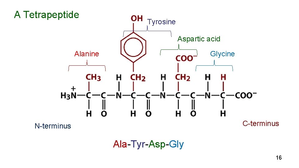 A Tetrapeptide Tyrosine Aspartic acid Glycine Alanine C-terminus N-terminus Ala-Tyr-Asp-Gly 16 