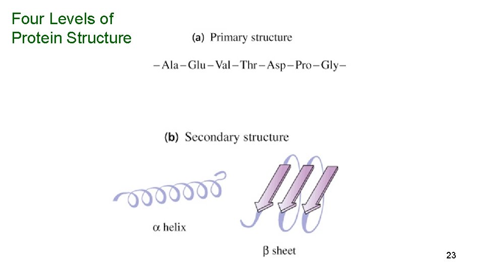 Four Levels of Protein Structure 23 