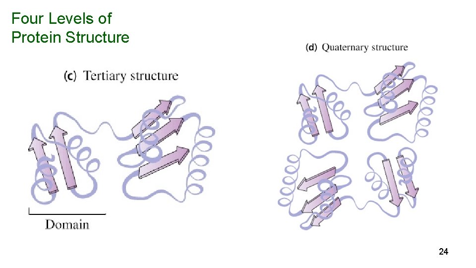 Four Levels of Protein Structure 24 