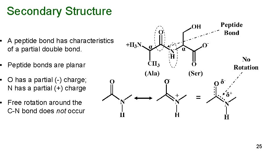 Secondary Structure • A peptide bond has characteristics of a partial double bond. •