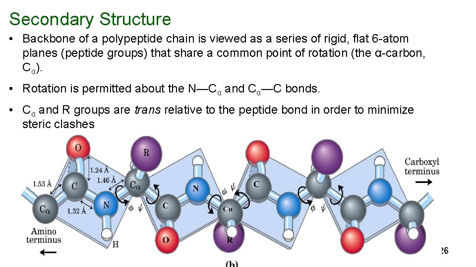 Secondary Structure • Backbone of a polypeptide chain is viewed as a series of