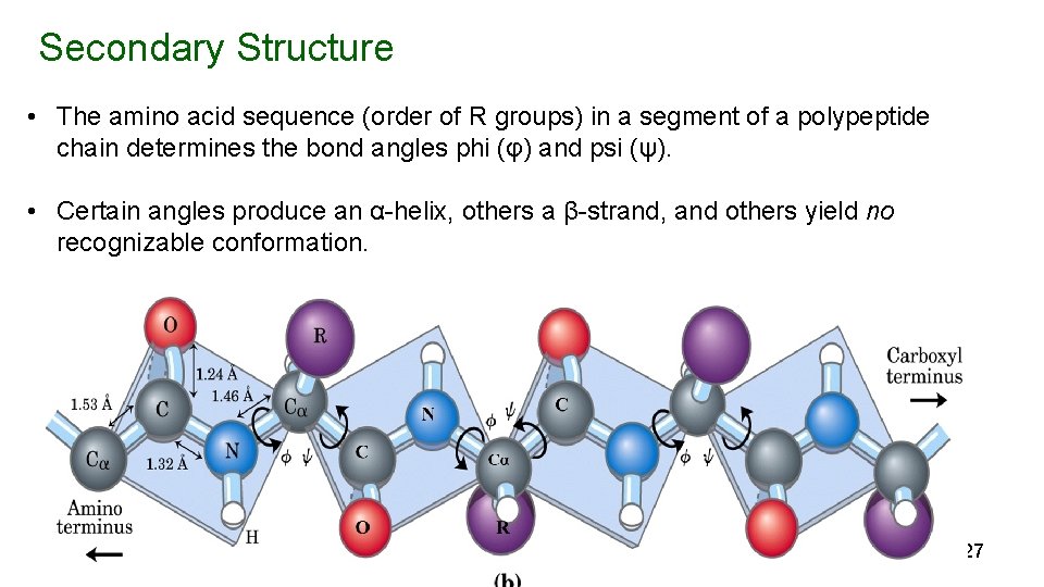 Secondary Structure • The amino acid sequence (order of R groups) in a segment