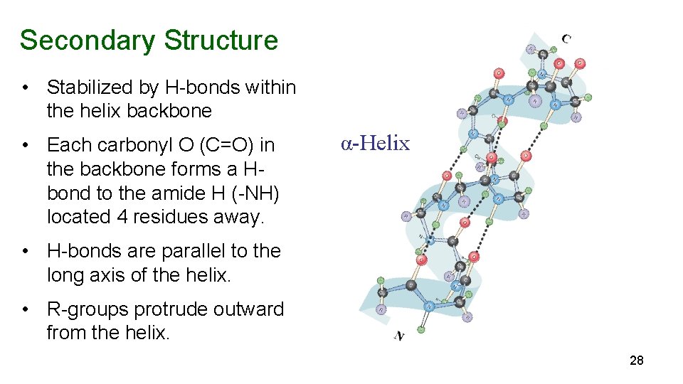 Secondary Structure • Stabilized by H-bonds within the helix backbone • Each carbonyl O