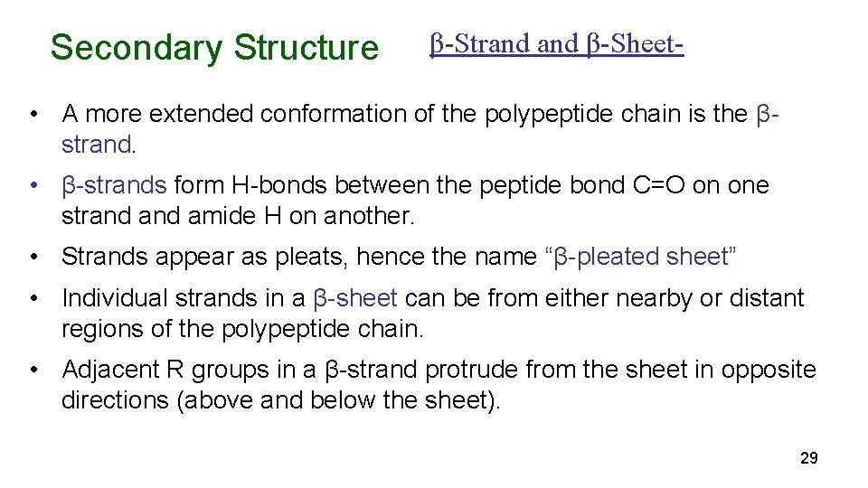 Secondary Structure β-Strand β-Sheet- • A more extended conformation of the polypeptide chain is