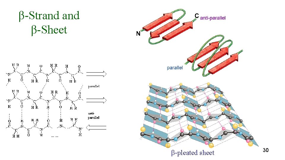 β-Strand β-Sheet β-pleated sheet 30 