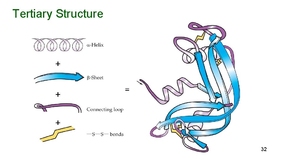 Tertiary Structure + 32 