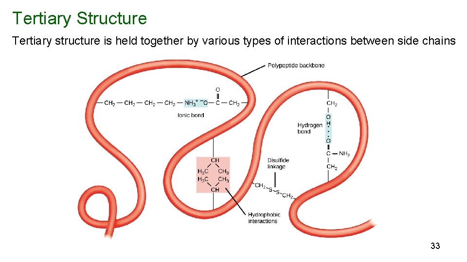 Tertiary Structure Tertiary structure is held together by various types of interactions between side