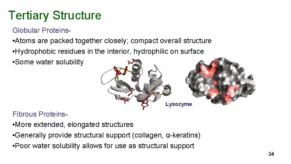 Tertiary Structure Globular Proteins • Atoms are packed together closely; compact overall structure •