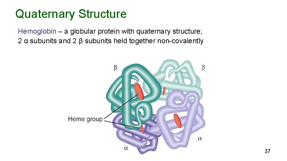 Quaternary Structure Hemoglobin – a globular protein with quaternary structure; 2 α subunits and