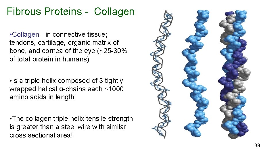 Fibrous Proteins - Collagen • Collagen - in connective tissue; tendons, cartilage, organic matrix
