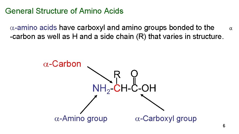 General Structure of Amino Acids -amino acids have carboxyl and amino groups bonded to