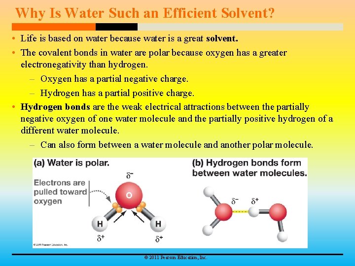 Why Is Water Such an Efficient Solvent? • Life is based on water because