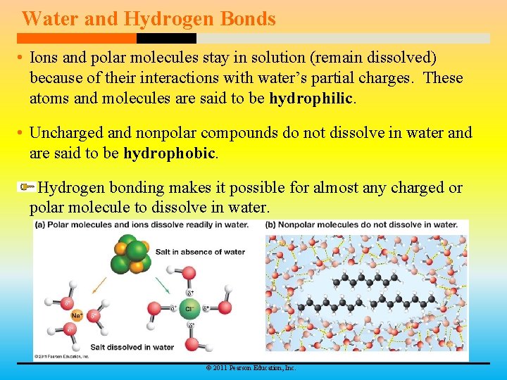 Water and Hydrogen Bonds • Ions and polar molecules stay in solution (remain dissolved)