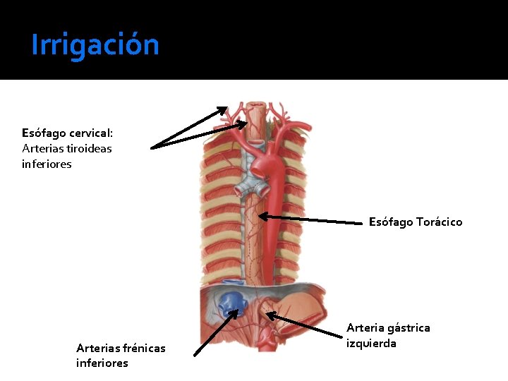 Irrigación Esófago cervical: Arterias tiroideas inferiores Esófago Torácico Arterias frénicas inferiores Arteria gástrica izquierda