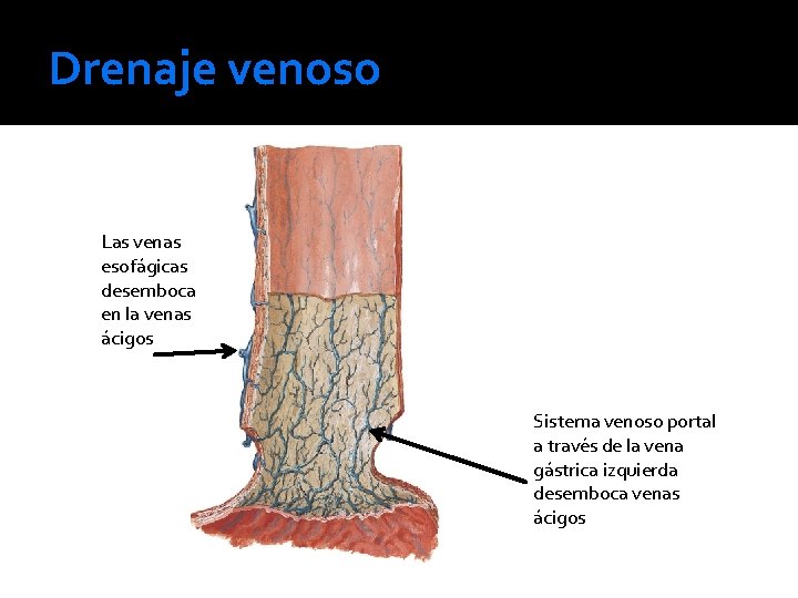 Drenaje venoso Las venas esofágicas desemboca en la venas ácigos Sistema venoso portal a