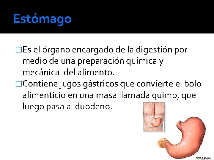 Estómago �Es el órgano encargado de la digestión por medio de una preparación química