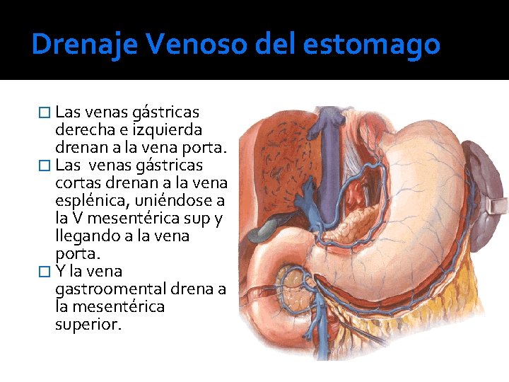 Drenaje Venoso del estomago � Las venas gástricas derecha e izquierda drenan a la