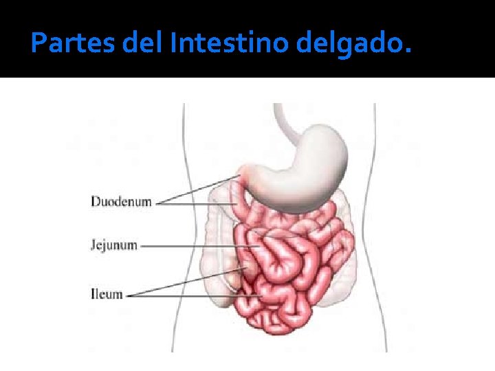 Partes del Intestino delgado. 