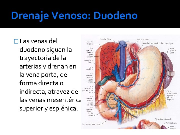 Drenaje Venoso: Duodeno � Las venas del duodeno siguen la trayectoria de la arterias