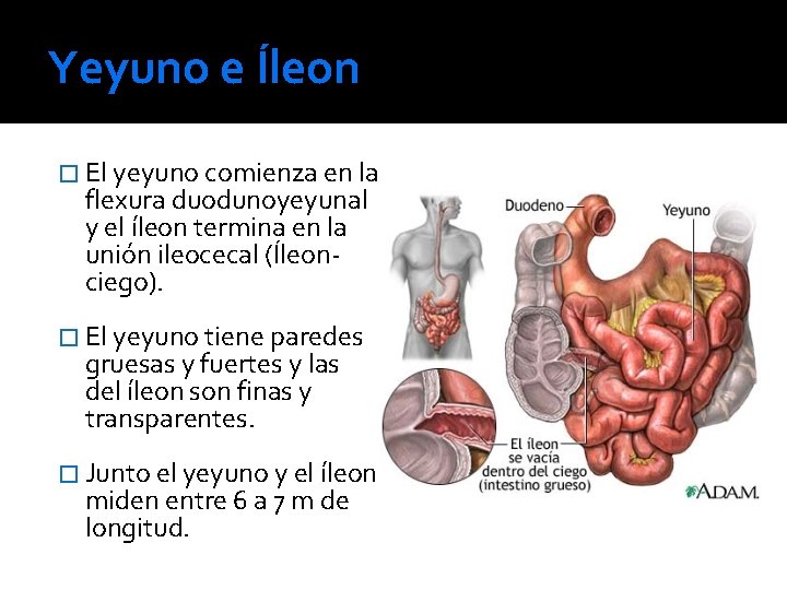 Yeyuno e Íleon � El yeyuno comienza en la flexura duodunoyeyunal y el íleon