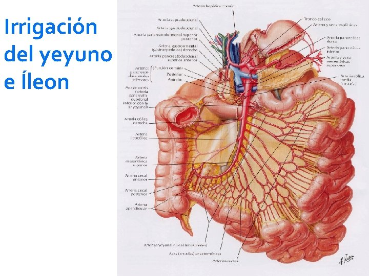 Irrigación del yeyuno e Íleon 