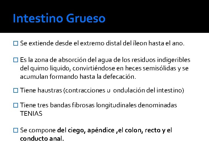 Intestino Grueso � Se extiende desde el extremo distal del íleon hasta el ano.