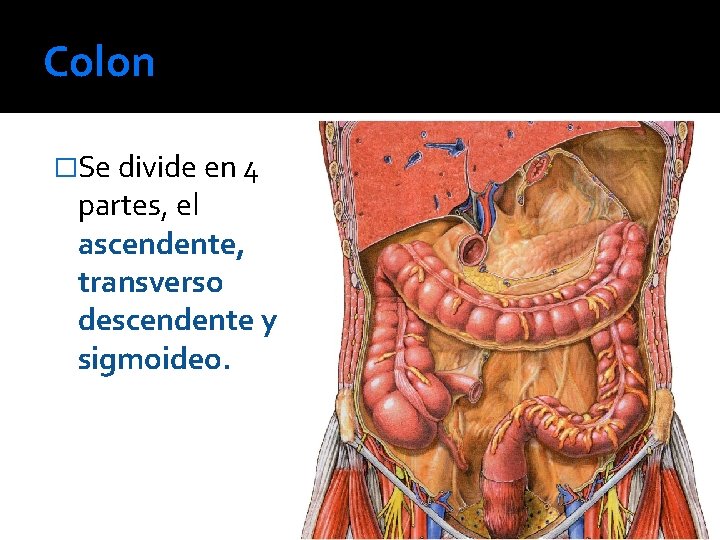 Colon �Se divide en 4 partes, el ascendente, transverso descendente y sigmoideo. 