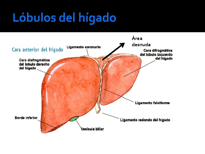 Lóbulos del hígado Área desnuda 