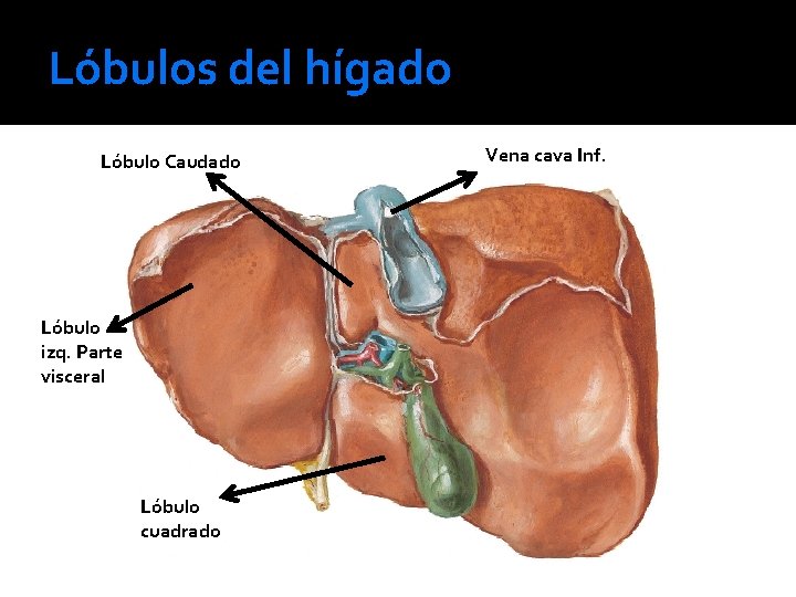 Lóbulos del hígado Lóbulo Caudado Lóbulo izq. Parte visceral Lóbulo cuadrado Vena cava Inf.