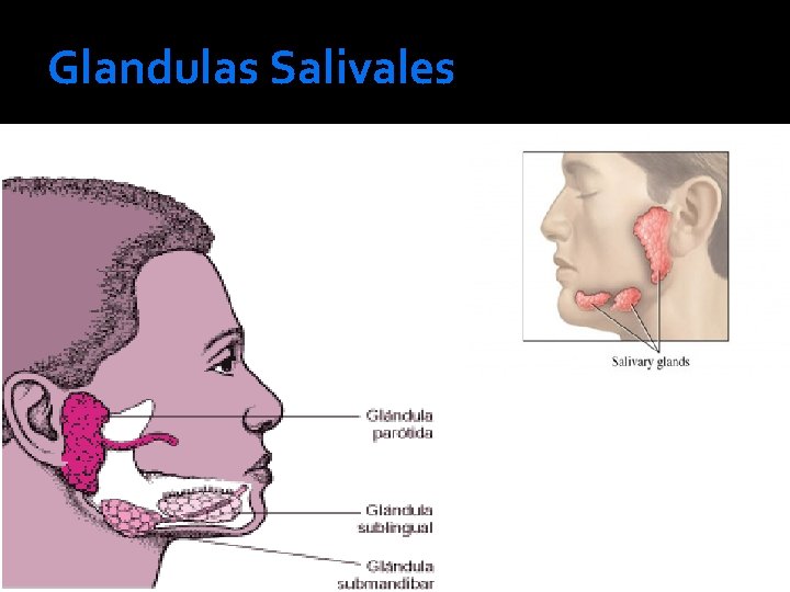 Glandulas Salivales 