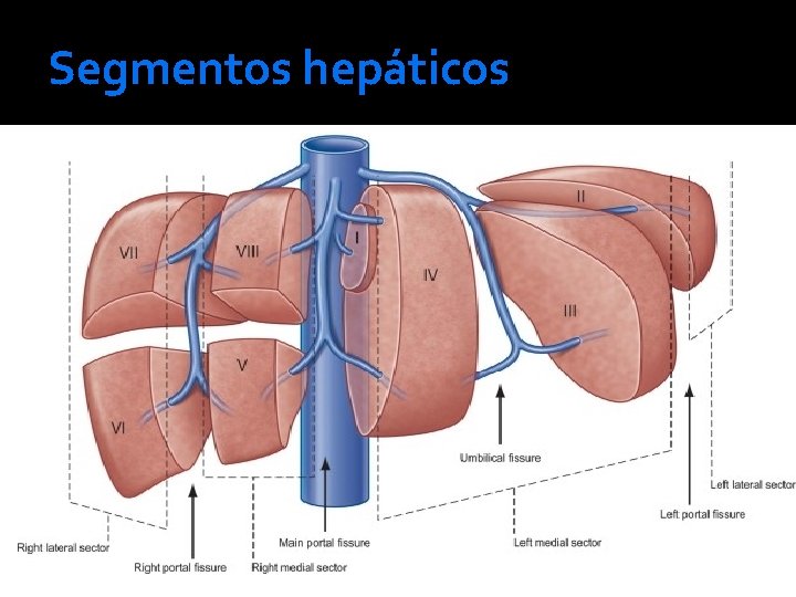 Segmentos hepáticos 