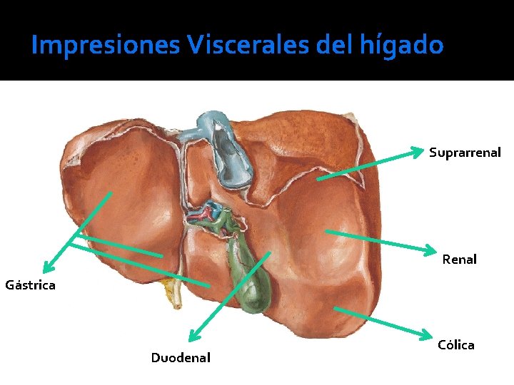 Impresiones Viscerales del hígado Suprarrenal Renal Gástrica Duodenal Cólica 