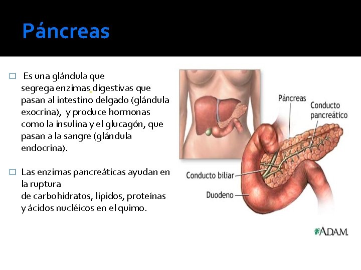 Páncreas � Es una glándula que segrega enzimas digestivas que pasan al intestino delgado