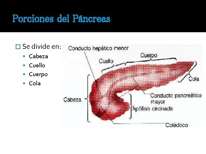Porciones del Páncreas � Se divide en: Cabeza Cuello Cuerpo Cola 