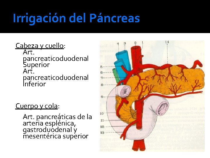 Irrigación del Páncreas Cabeza y cuello: Art. pancreaticoduodenal Superior Art. pancreaticoduodenal Inferior Cuerpo y