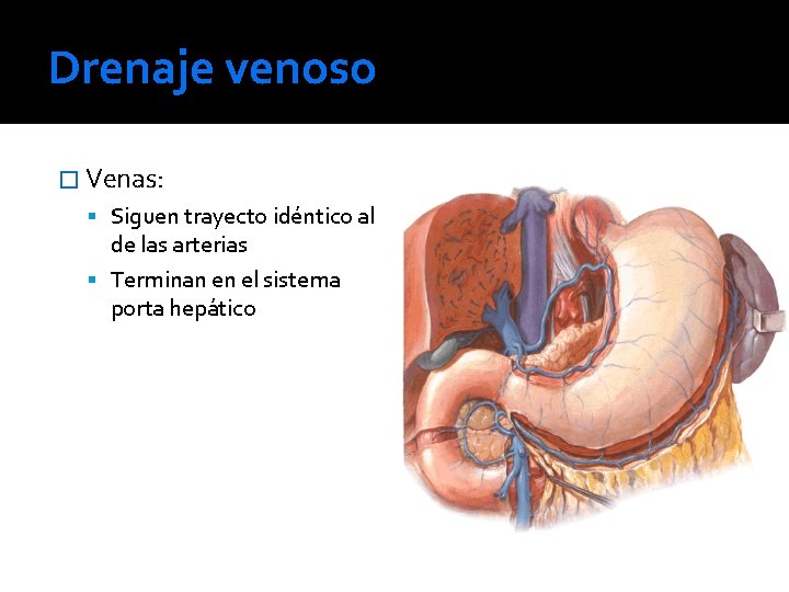 Drenaje venoso � Venas: Siguen trayecto idéntico al de las arterias Terminan en el