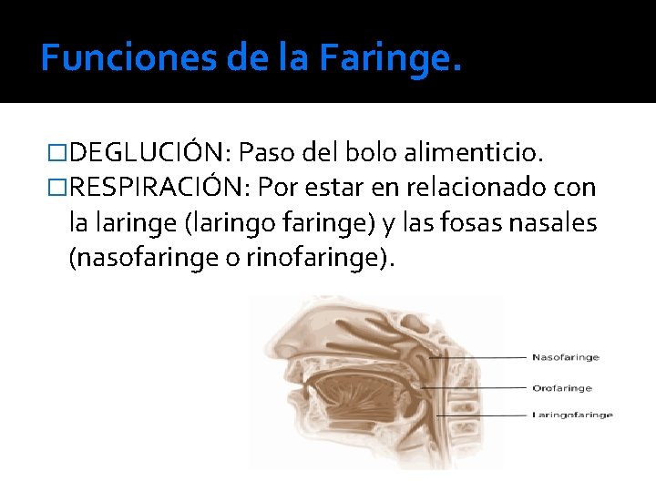 Funciones de la Faringe. �DEGLUCIÓN: Paso del bolo alimenticio. �RESPIRACIÓN: Por estar en relacionado