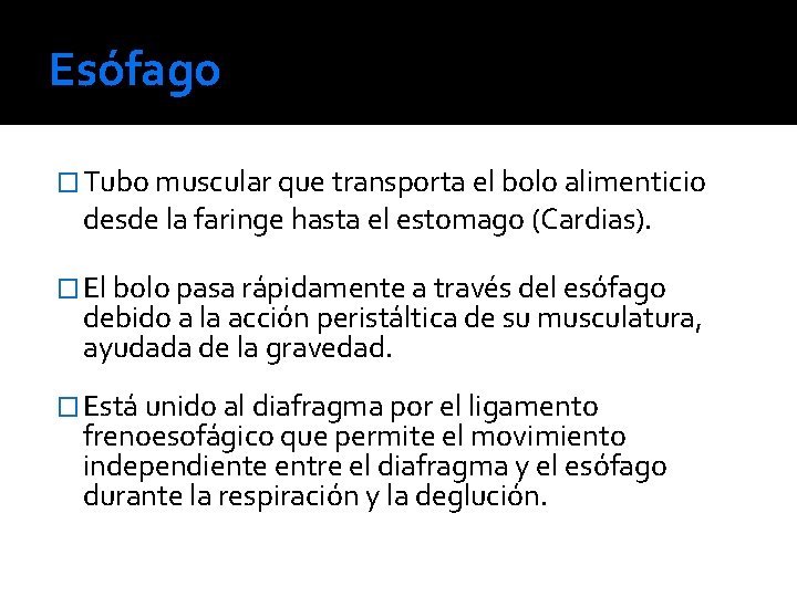 Esófago � Tubo muscular que transporta el bolo alimenticio desde la faringe hasta el